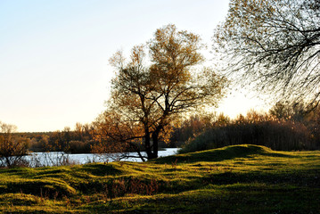 Fototapeta premium Sunset on the river bank, tree with yellow leaves, autumn, Ukraine