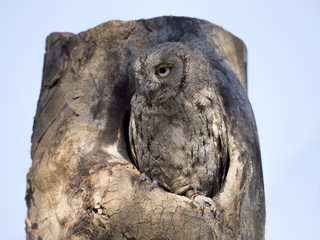 Eurasian scops owl (Otus scops) in its nest on a tree