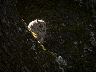 Backlit eurasian scops owl (Otus scops) on a tree