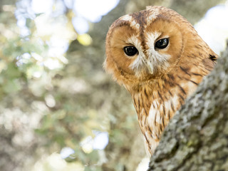 Tawny owl (Strix aluco) close-up portrait over a tree in the forest