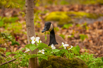 Canadian goose in the spring