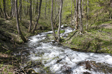 Winding mountain stream among trees and grass in spring.