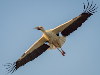 Obraz premium Stork (Ciconia ciconia) flying against blue sky with sunset light