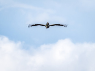 Stork (Ciconia ciconia) flying carrying branches for the nest
