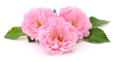 Fototapeta na wymiar Beautiful pink roses.