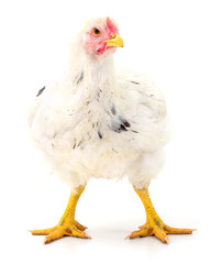 white hen isolated.