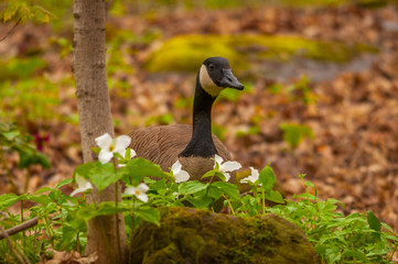 Canadian goose in the spring