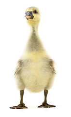 Little gosling isolated.