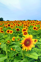 Filed of sunflowers in summer time, portrait variant