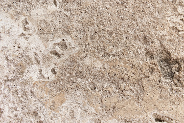 Cement. background. wallpaper