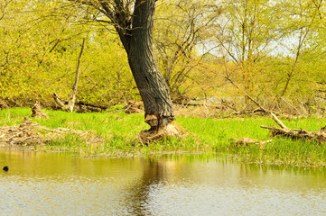 Drzewo nad rzeką podcięte przez bobry.