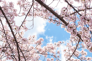 Cherry blossom Sakura in Spring time.