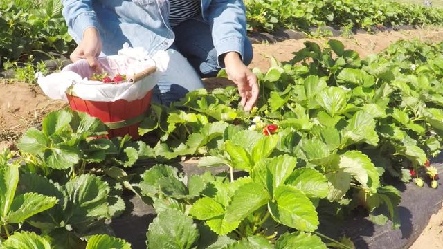POV.point view of farm  strawberry rows and lady picking strawberries and putting in her baskets.