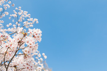Cherry blossom Sakura in Spring time.