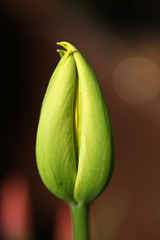 young tulip bud