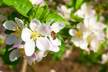 bee on a flower apple trees