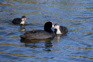 Wildlife images of a Eurasian Coot family swimming and feeding on a calm still lake