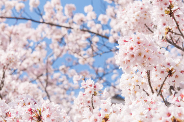 Sakura flower in Cherry blossom.