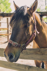 Portrait of a beautiful horse, vertical photo