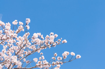 Sakura flower with blue sky.Background