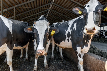 Group of dairy cows in livestock