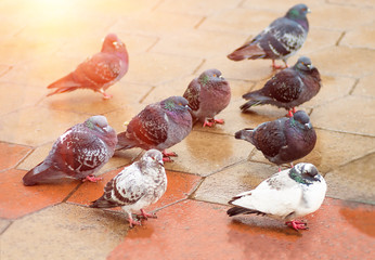 Bird dove walks through the puddles in the park