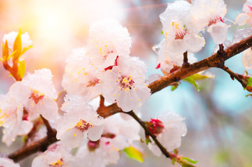 Flowers apricot tree in spring covered last snow