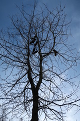 Chaussures dans un arbre