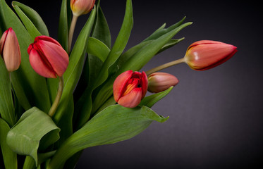 Naklejka premium Tulipany