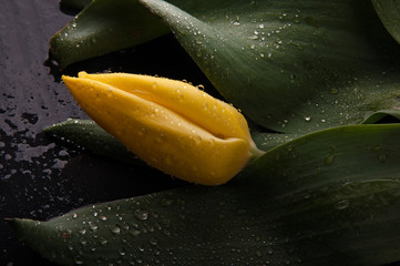 żółty tulipan z kropelkami wody