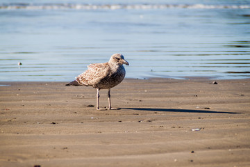 Goose in protected area Monumento Nacional Islotes de Punihuil on Chiloe island, Chile
