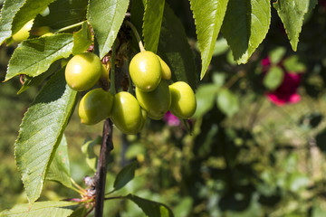 outbreaks of cherries grow on the tree