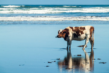Cow eats a sea weed on a beach in Chiloe National Park, Chile