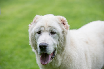 Head shot Central Asian Shepherd Dog.Alabai dog