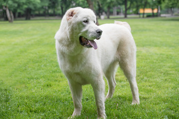 Obraz premium Beautiful Central Asian Shepherd Dog standing in the garden