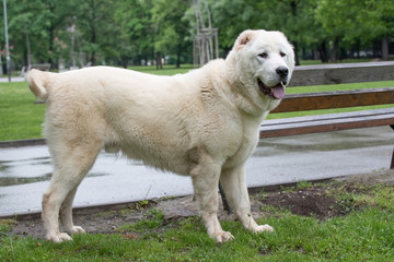 Beautiful Central Asian Shepherd Dog standing in the garden