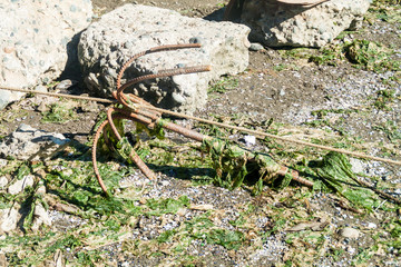 Anchor and algae on a sea bed during low tide in Castro, Chiloe island, Chile