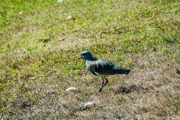 Obraz premium Lapwing on Chiloe island, Chile