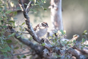 Sparrow in a tree