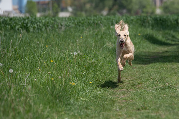 Naklejka premium Kyrgyzian Sight hound Taigan running on the grass.