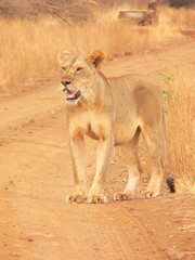 Lioness in Meru national park