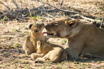 Naklejka na ściany i meble Kiss the Baby, Lion Family, South Africa