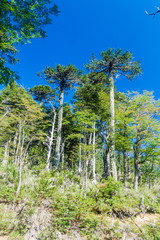 Fototapeta premium Araucaria forest in National Park Herquehue, Chile. The tree is called Araucaria araucana (commonly: monkey puzzle tree, monkey tail tree, Chilean pine)