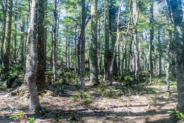 Araucaria forest in National Park Herquehue, Chile. The tree is called Araucaria araucana (commonly: monkey puzzle tree, monkey tail tree, Chilean pine)