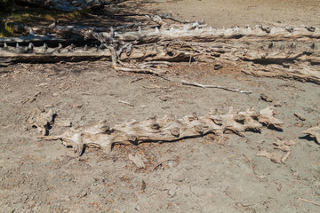 Dead trunks of araucaria trees in National Park Herquehue, Chile. The tree is called Araucaria araucana (commonly: monkey puzzle tree, monkey tail tree, Chilean pine)