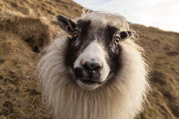 Friendly white and black Icelandic sheep on the side of a hill looking directly into the camera,