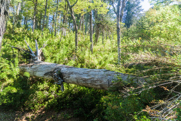 Forest in National Park Herquehue, Chile
