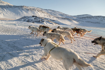 Dog sledding - side view of fast running Greenland dogs across frozen lake in snow covered landscape © Alira Vale
