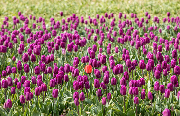 Fototapeta premium Tulip fields in the Bollenstreek, South Holland, Netherlands