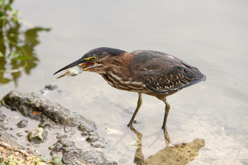 Groene reiger eet een visje